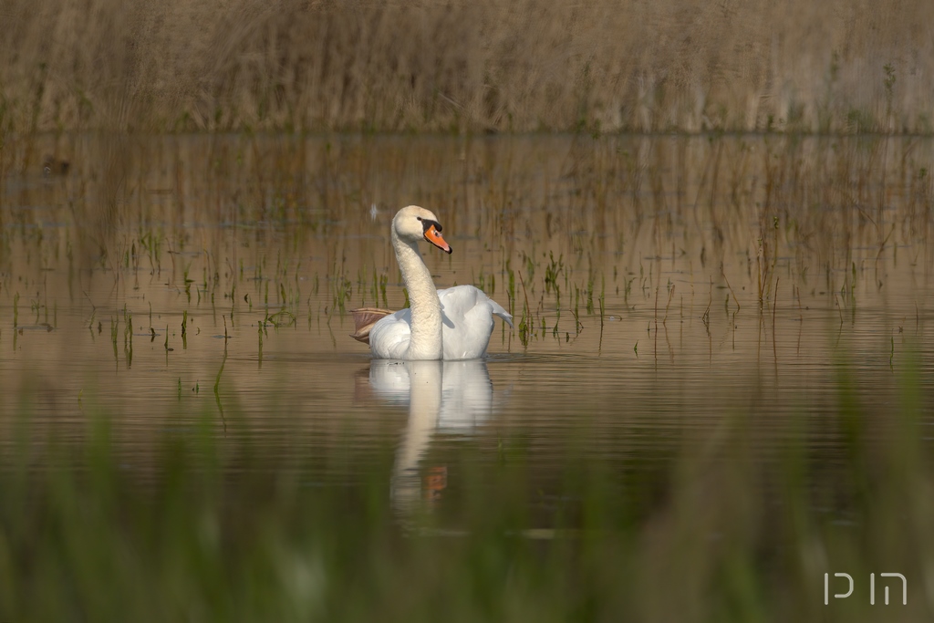 Cygne tuberculé