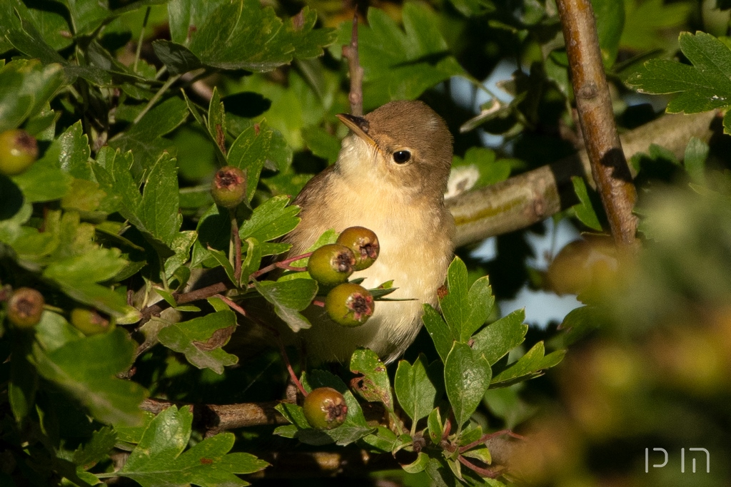 Fauvette grisette