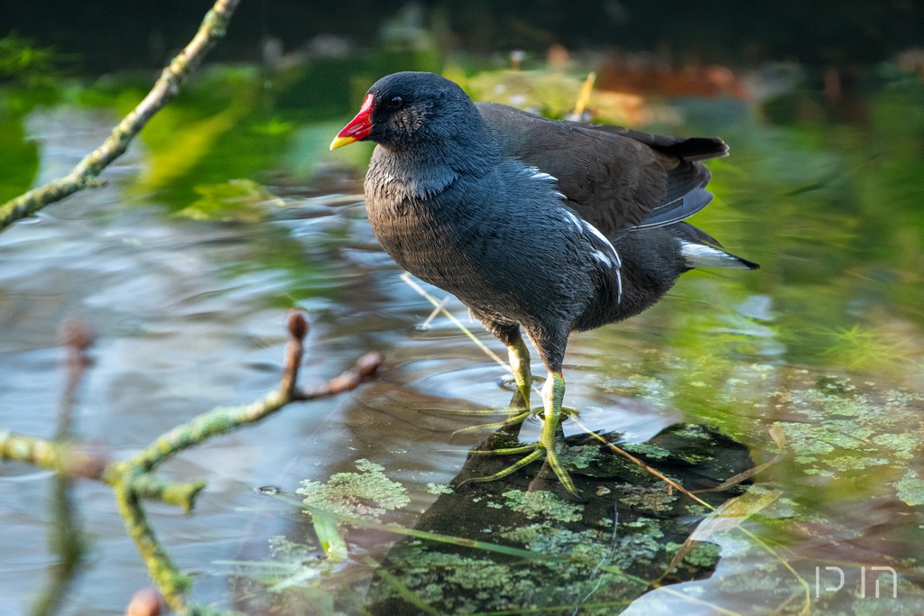 Galinule poule d'eau