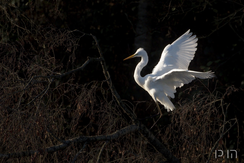 Grand aigrette