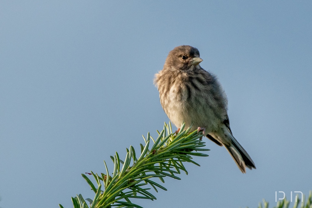 Linotte mélodieuse (juvénile)