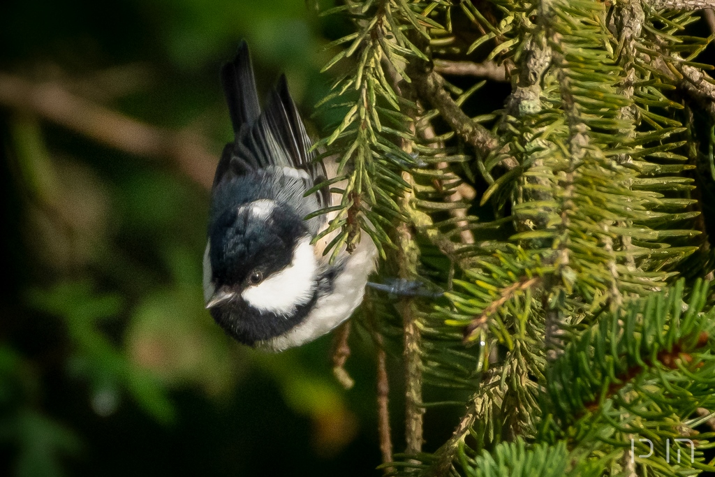 Mésange noire