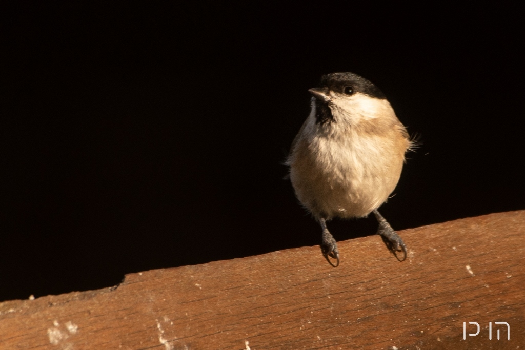 Mésange nonnette