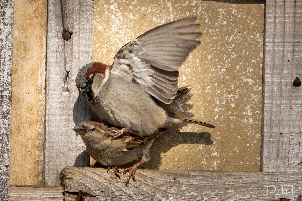 Moineau domestique