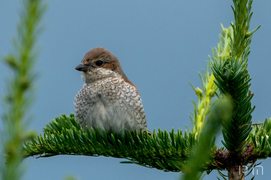 Pie-grièche écorcheur ♀