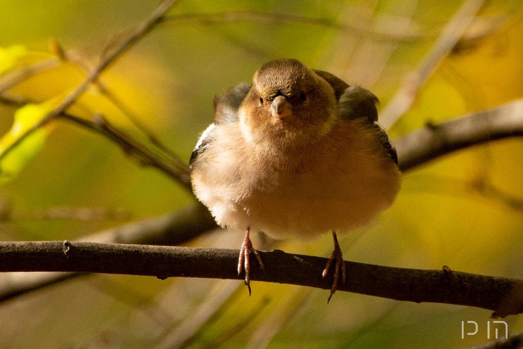 Pinson des arbres ♂