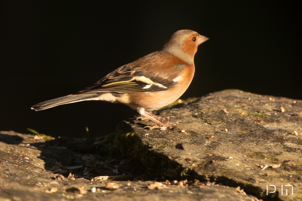 Pinson des arbres ♂