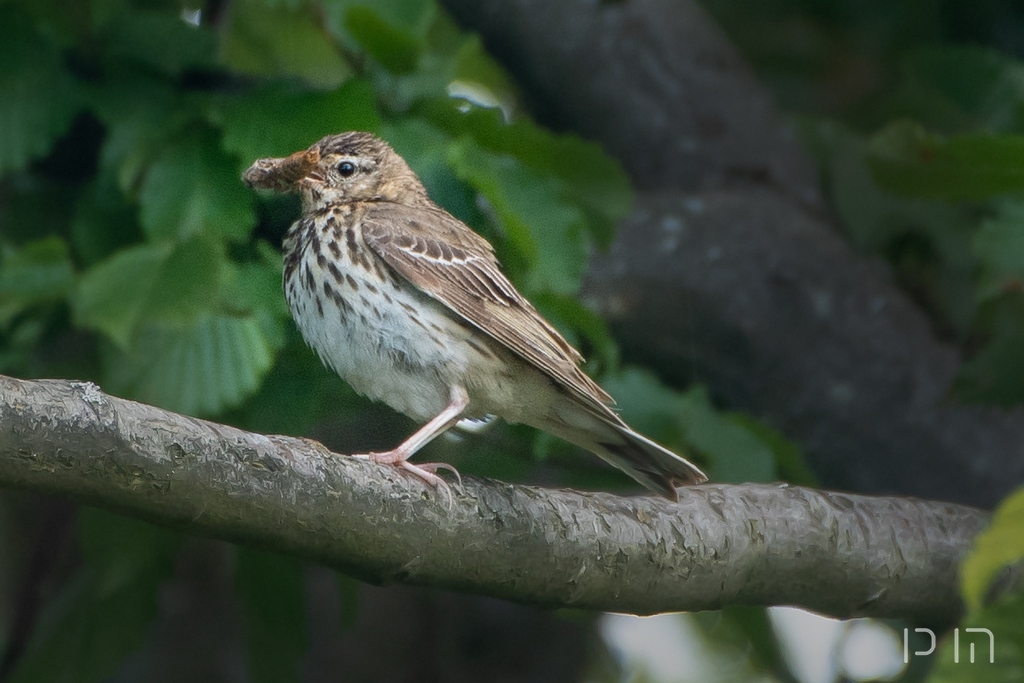 Pipit des arbres